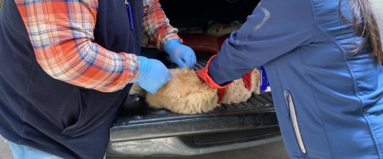 Confirman dos nuevos casos de murciélagos positivos a Rabia